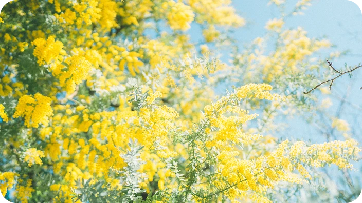 青空のもとできれいに咲き誇るミモザの花。毎日の通勤ルートを爽やかに彩るイメージ