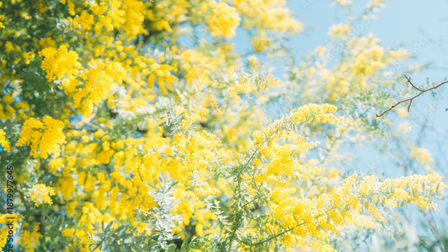 満開に咲く黄色いミモザの花