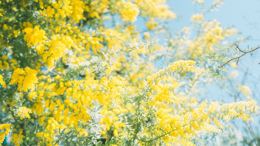 満開に咲く黄色いミモザの花