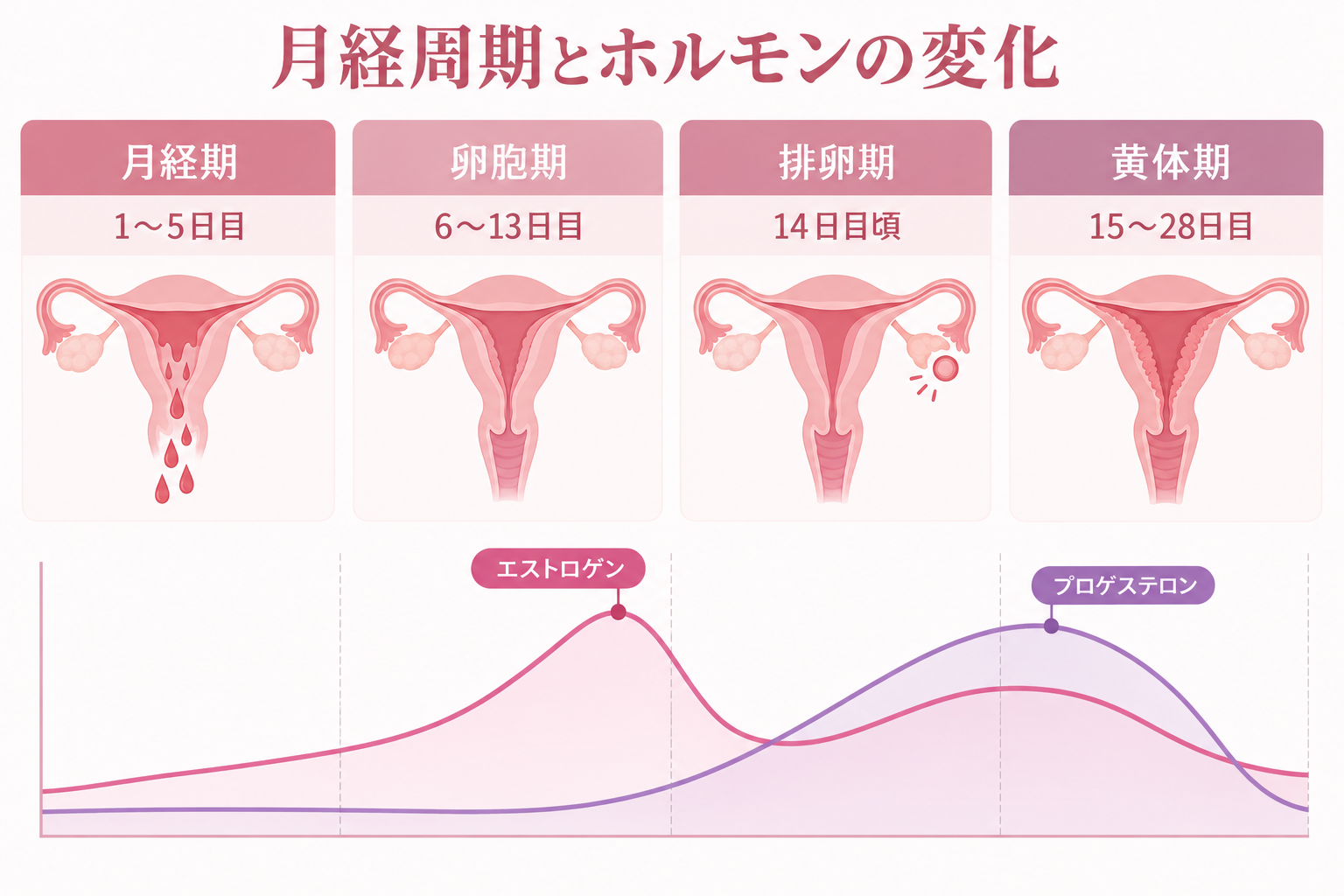 月経期・卵胞期・排卵期・黄体期と女性ホルモンの変化